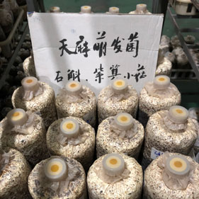 天麻萌发菌 
