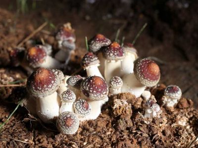 湖北宜昌市裕禾菌业有限公司：菌类新秀——大球盖菇