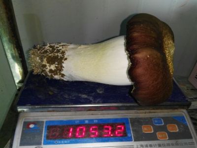 菇王