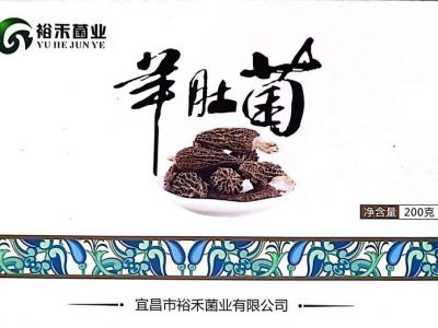 羊肚菌