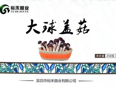 大球盖菇