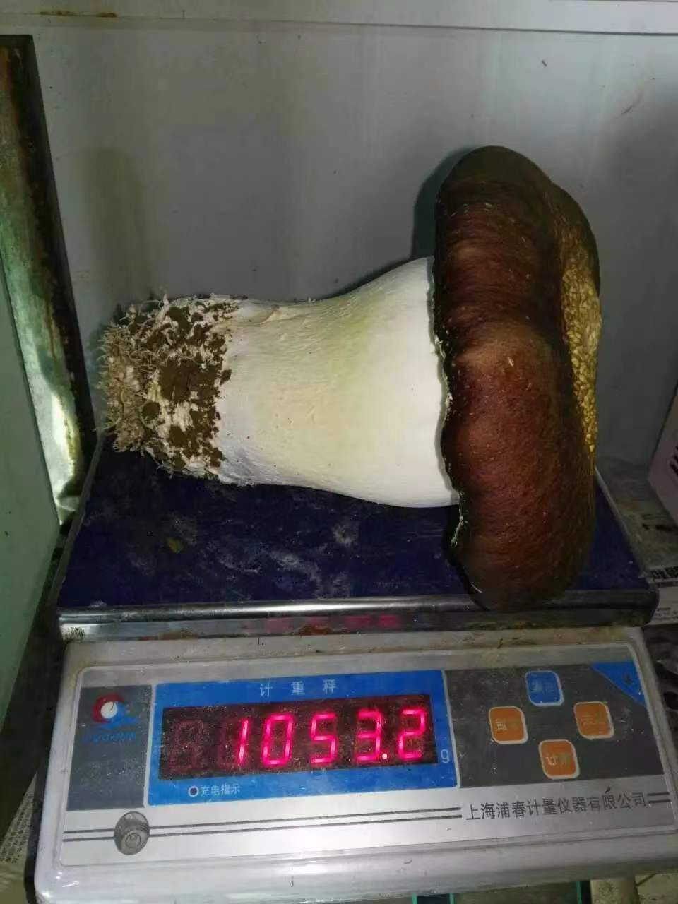 试种出来的菇王.jpg
