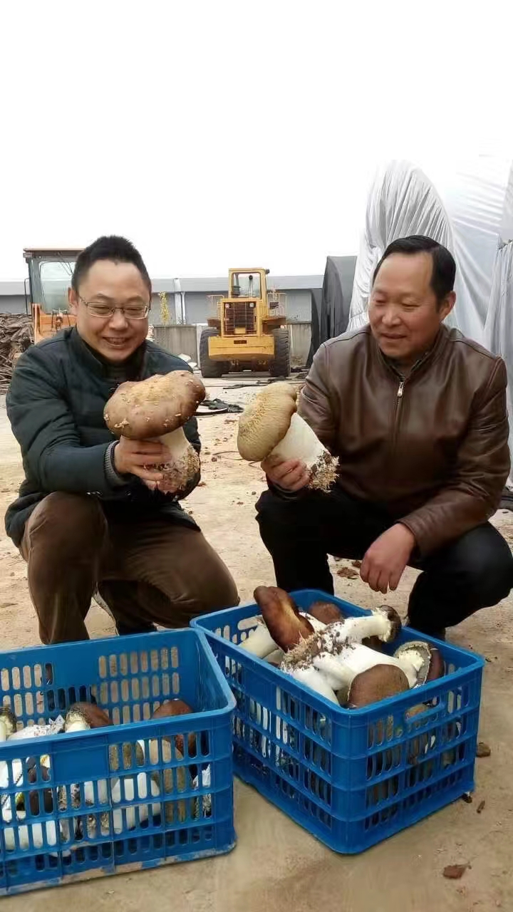 教授惊叹大球盖菇.jpg
