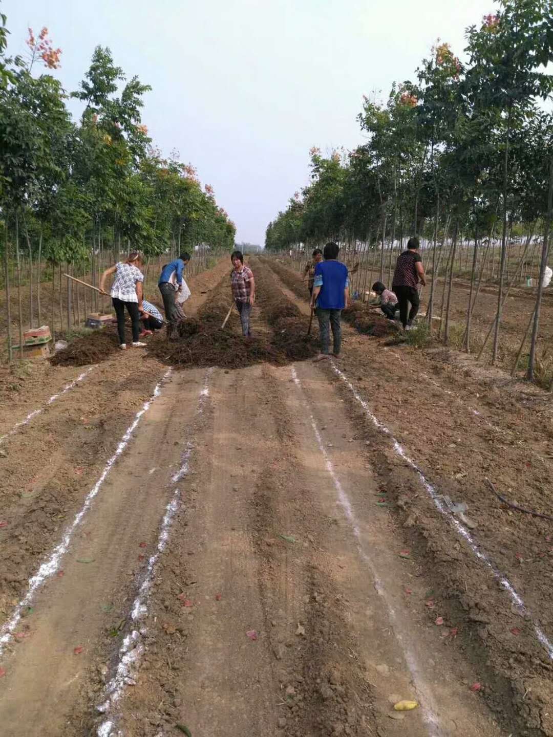 林地种植大球盖菇.jpg