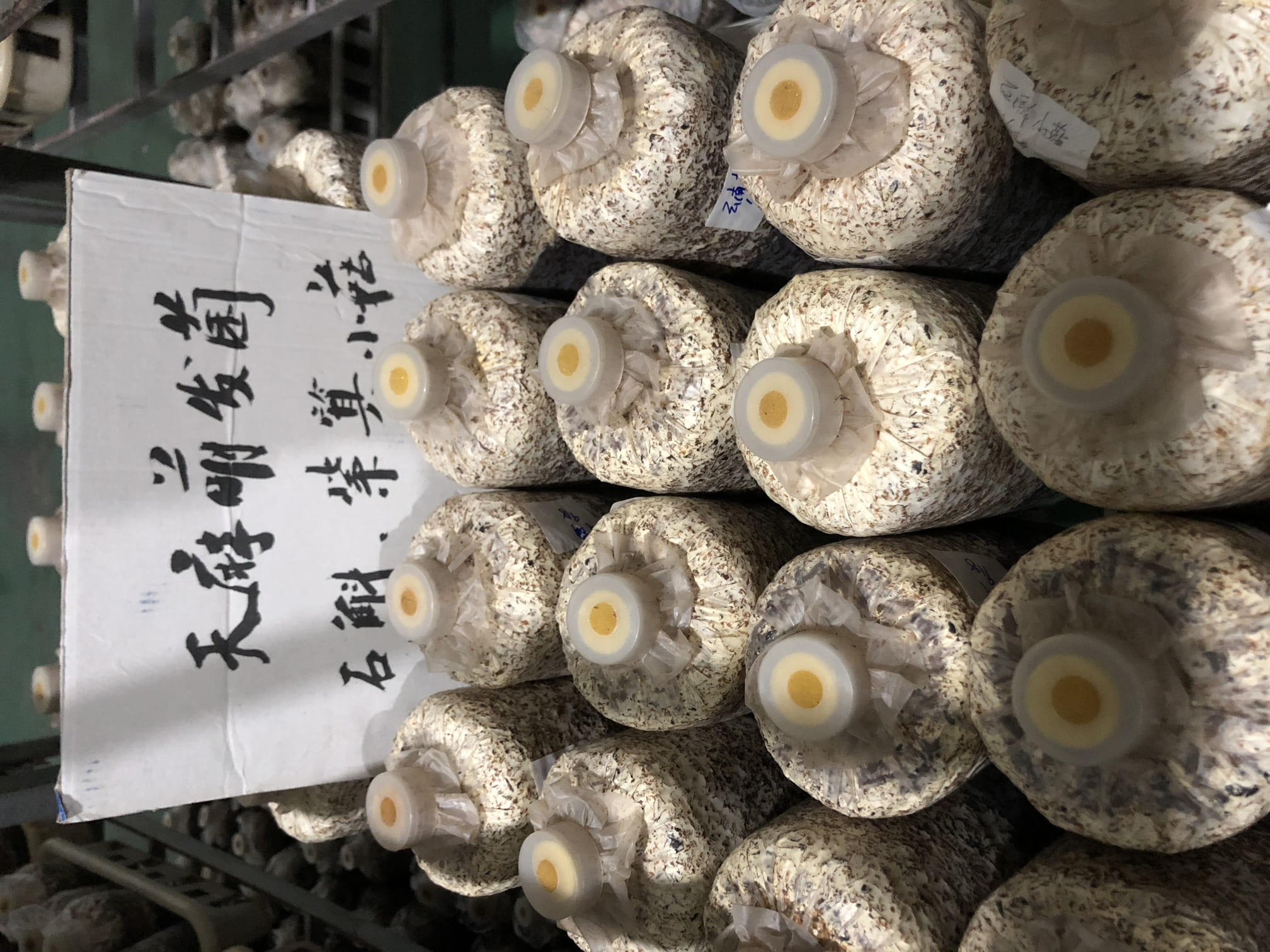 萌发菌.jpg