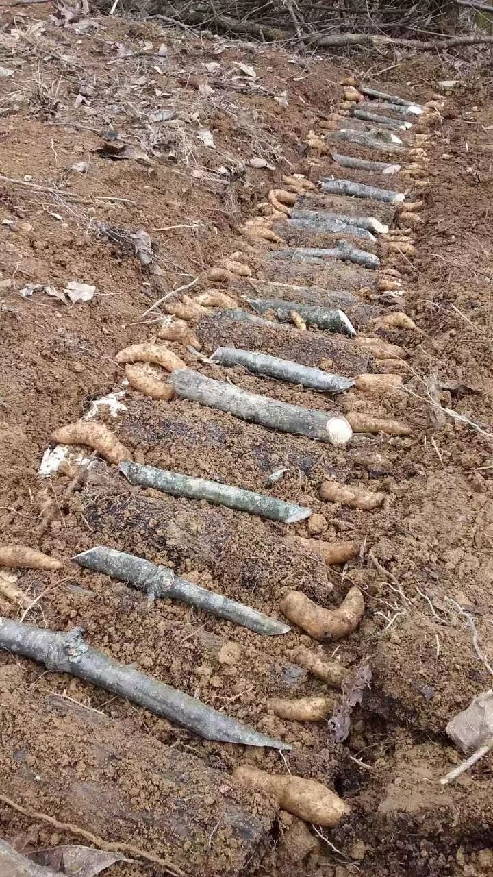 摆放种麻.jpg