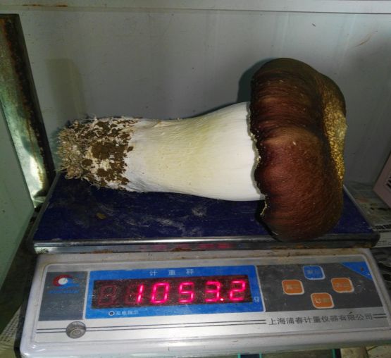 菇王 .jpg