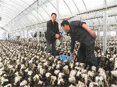 食用菌的遗传、育种和栽培